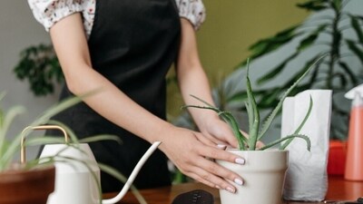 Aloe Vera as a body lotion: Aloe Vera gel can also be used as a body lotion to keep your skin soft and smooth. Apply a generous amount of Aloe Vera gel to your skin after showering or bathing. (Pexels) Aloe Vera as a body lotion: Aloe Vera gel can also be used as a body lotion to keep your skin soft and smooth. Apply a generous amount of Aloe Vera gel to your skin after showering or bathing. (Pexels)
