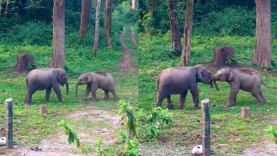 The image shows a playful scuffle between two young elephants. (Twitter/@ParveenKaswan) The image shows a playful scuffle between two young elephants. (Twitter/@ParveenKaswan)