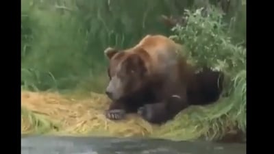 Anand Mahindra shares video of a bear. (Twitter/@Anand Mahindra) Anand Mahindra shares video of a bear. (Twitter/@Anand Mahindra)