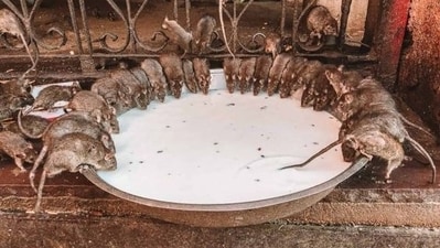 From Karni Mata Temple in India to Crocodile Temple in Thailand, here are five temples from around the world that are dedicated to animals. (Pinterest) From Karni Mata Temple in India to Crocodile Temple in Thailand, here are five temples from around the world that are dedicated to animals. (Pinterest)