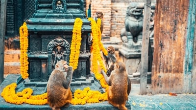 Monkey Temple, Nepal: Located atop a hill west of Kathmandu city, Swayambhunath Stupa, is a temple where monkeys are worshipped. It is home to a troop of monkeys that live in and around the temple complex. (Unsplash) Monkey Temple, Nepal: Located atop a hill west of Kathmandu city, Swayambhunath Stupa, is a temple where monkeys are worshipped. It is home to a troop of monkeys that live in and around the temple complex. (Unsplash)