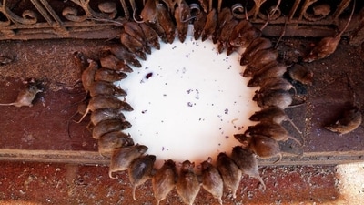 Karni Mata Temple, India: Rats and mice are often considered as destructive pests who are not welcome at home for hygiene purposes but this temple in Rajasthan, India is home to thousands of rats who are not only fed but also worshipped. Also known as the Temple of Rats, this temple houses over 20,000 rats, which are considered sacred and are worshipped by the devotees who come to the temple. (Reuters) Karni Mata Temple, India: Rats and mice are often considered as destructive pests who are not welcome at home for hygiene purposes but this temple in Rajasthan, India is home to thousands of rats who are not only fed but also worshipped. Also known as the Temple of Rats, this temple houses over 20,000 rats, which are considered sacred and are worshipped by the devotees who come to the temple. (Reuters)