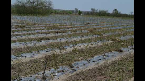 Farmers decided to call off their march after state revenue minister Radhakrishna Vikhe Patil held a meeting with All India Kisan Sabha (AIKS) members on Thursday and accepted most of their demands. (REPRESENTATIVE IMAGE)