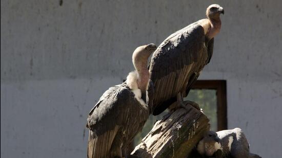 The release programme of the captive-bred critically Endangered Oriental White-backed vulture was started in 2020. (Bombay Natural History Society)