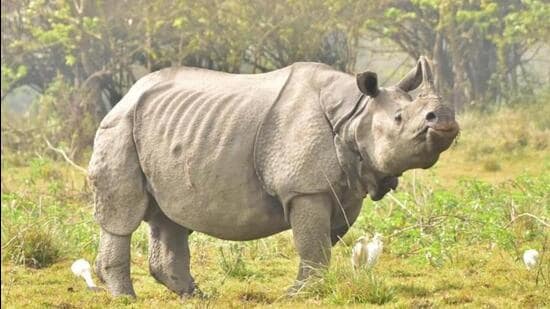 Zero rhino poaching was reported in Assam in 2022 (File Photo)
