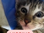 The photo of Phoenix the kitten was shared on social media. (Twitter)
