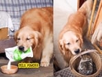 This inter-species bond has warmed the hearts of the viewers. This inter-species bond has warmed the hearts of the viewers.