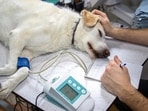 Regular veterinary care is essential for maintaining the health and well-being of our furry friends.