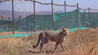 A cheetah at the Kuno National Park. (PTI) A cheetah at the Kuno National Park. (PTI)