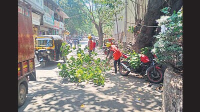 According to the 2017 tree census, there are 29.75 lakh trees in the municipal area, of which 15.63 lakh are in the shelter of private institutions. There are 11.25 lakh trees on the premises of government establishments. Out of the total trees, only 1.85 lakh are on the roads. (HT PHOTO)