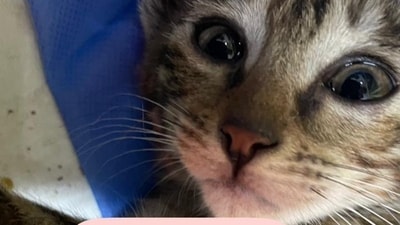 The photo of Phoenix the kitten was shared on social media. (Twitter) The photo of Phoenix the kitten was shared on social media. (Twitter)