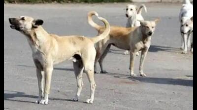 LMC chief veterinary officer said a team had been sent to the area on Friday and one male dog, which was caught, will be sterilised. (Pic for representation)