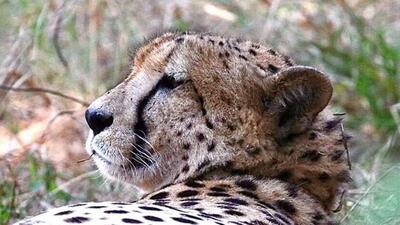 On March 11, Pawan was the first male cheetah to be released in the wild. On March 11, Pawan was the first male cheetah to be released in the wild.