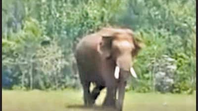 Seven teams of rapid response personnel, veterinary doctors, darting experts, trainer elephants along with two trucks started their operation — mission Arikomban — at 4 am on Friday but there was no trace of the elephant. (HT Photo) Seven teams of rapid response personnel, veterinary doctors, darting experts, trainer elephants along with two trucks started their operation — mission Arikomban — at 4 am on Friday but there was no trace of the elephant. (HT Photo)