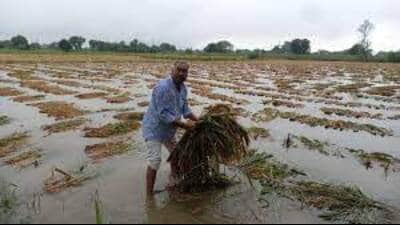 Unseasonal rain and hailstorms damaged standing wheat crops in many districts of U.P. last month. (HT file photo)