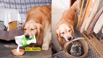 This inter-species bond has warmed the hearts of the viewers. (Instagram/@adore_pankaj) This inter-species bond has warmed the hearts of the viewers. (Instagram/@adore_pankaj)