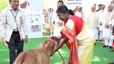 President Droupadi Murmu with India's first cloned Gir cow (Twitter/rashtrapatibhvn) President Droupadi Murmu with India's first cloned Gir cow (Twitter/rashtrapatibhvn)