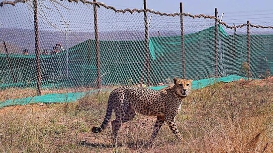 A cheetah at the Kuno National Park. (PTI)