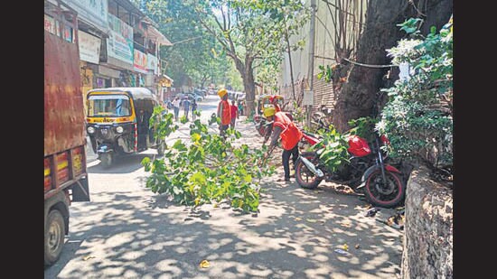According to the 2017 tree census, there are 29.75 lakh trees in the municipal area, of which 15.63 lakh are in the shelter of private institutions. There are 11.25 lakh trees on the premises of government establishments. Out of the total trees, only 1.85 lakh are on the roads. (HT PHOTO)