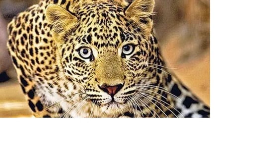 Since the leopard has not been declared a man eater, it cannot be hunted, and the teams have the only option either to tranquilize it or push it towards the cages. (Pic for representation)