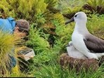 An image of a worker at Gough island. An image of a worker at Gough island.
