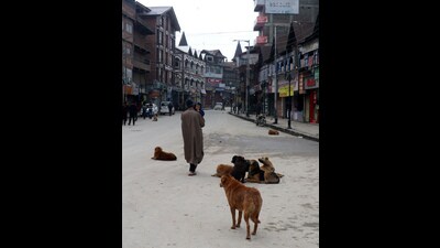 Sharp spike in dog bite cases in Kashmir raises concern Sharp spike in dog bite cases in Kashmir raises concern