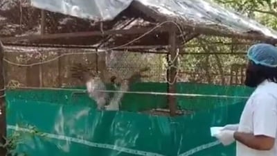 An excited Sarus flaps its wings on seeing Arif outside its enclosure in Kanpur zoo, recently (HT File Photo)