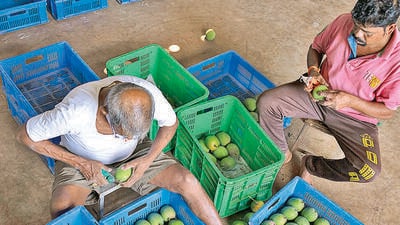 Devgad, Sindhudurg, India - March 23, 2023: Mango worker segregating mangos as per size in Devgad Amba utpadak sangh, Jamsande, Sindhudurg, India, on Thursday, March 23, 2023. (Photo by Anshuman Poyrekar/ Hindustan Times) (Hindustan Times)
