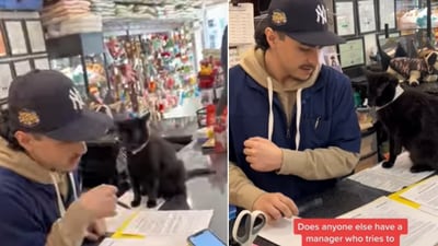 The image, taken from the Instagram video, captures the tie wearing cat ‘teaching’ a human. (Instagram/@jeremy.the.manager) The image, taken from the Instagram video, captures the tie wearing cat ‘teaching’ a human. (Instagram/@jeremy.the.manager)