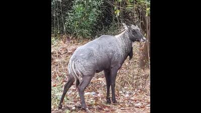 The injured nilgai at Sukhna Lake. (Vikram Jit Singh) The injured nilgai at Sukhna Lake. (Vikram Jit Singh)