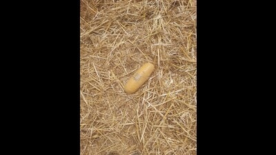 The packet was discovered during reaping of straw after wheat harvesting. (HT Photo)