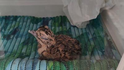 The second captive breed chick successfully hatched on April 27 at Sam breeding centre (HT Photo) The second captive breed chick successfully hatched on April 27 at Sam breeding centre (HT Photo)