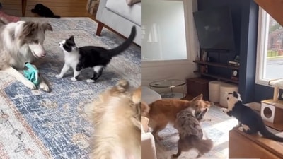 Cat trying to join in his dog sibling and best friend’s playdate. (Instagram/@doggosdoingthings)