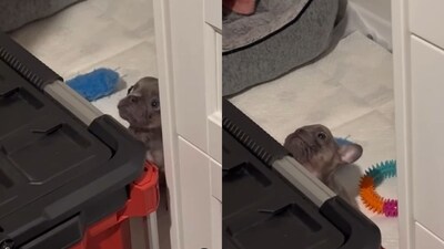 The image shows the dog arguing with its pet parent over bedtime. (Instagram/@weratedogs) The image shows the dog arguing with its pet parent over bedtime. (Instagram/@weratedogs)