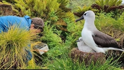 An image of a worker at Gough island. (BBC) An image of a worker at Gough island. (BBC)