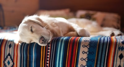 Study discovered that dogs with advanced dementia had more sleep interruptions and slept less than dogs with normal cognitive functions. (Unsplash)