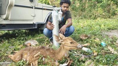 Man helping deer breathe. (Twitter/@ParveenKaswan) Man helping deer breathe. (Twitter/@ParveenKaswan)