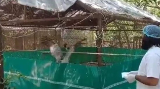 An excited Sarus flaps its wings on seeing Arif outside its enclosure in Kanpur zoo, recently (HT File Photo)