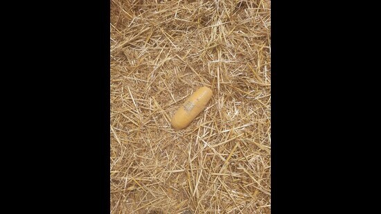 The packet was discovered during reaping of straw after wheat harvesting. (HT Photo)