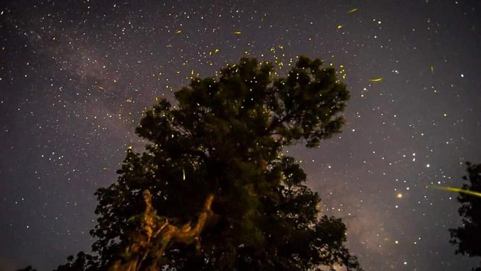 Naturalist and wildlife explorer Chinmay Deshpande’s ethereal image of a tree, fireflies and Milky Way. Naturalist and wildlife explorer Chinmay Deshpande’s ethereal image of a tree, fireflies and Milky Way.