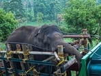 This picture taken on April 29, 2023, shows forest officials transporting 'Arikomban' the wild elephant, at Idukki district in India's Kerala state. (Photo by Shiyami / AFP)(AFP)
