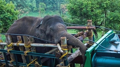 This picture taken on April 29, 2023, shows forest officials transporting 'Arikomban' the wild elephant, at Idukki district in India's Kerala state. (Photo by Shiyami / AFP) (AFP) This picture taken on April 29, 2023, shows forest officials transporting 'Arikomban' the wild elephant, at Idukki district in India's Kerala state. (Photo by Shiyami / AFP) (AFP)