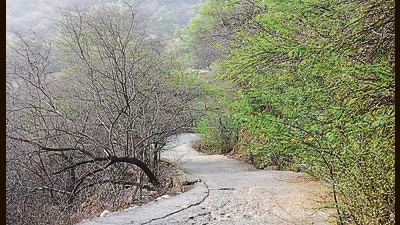 The SC is correct when it said that the 2022 order became difficult to implement because most states (forests are on the concurrent list) have different views on the issue, depending on their local demands and situations, and don’t have the adequate staff to execute such an order. (Sanjeev Verma/HT PHOTO) The SC is correct when it said that the 2022 order became difficult to implement because most states (forests are on the concurrent list) have different views on the issue, depending on their local demands and situations, and don’t have the adequate staff to execute such an order. (Sanjeev Verma/HT PHOTO)