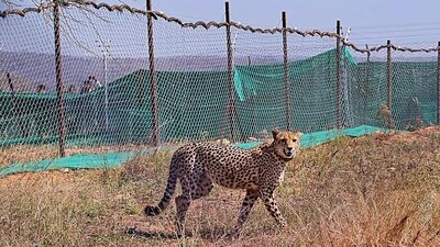 A cheetah at the Kuno National Park. (PTI) A cheetah at the Kuno National Park. (PTI)
