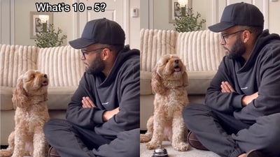 Luna, Mini Cockapoo, intently looks at her pet parent Jred as he asks her a math question. (Instagram/@lunatheminicockapoo)