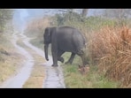Tiger hides from elephant herd.