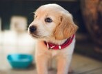 If you notice that your pup is having difficulty being left alone, there are some steps you can take to help them better cope with the separation. If you notice that your pup is having difficulty being left alone, there are some steps you can take to help them better cope with the separation.