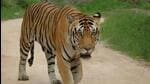 Around half a dozen tigers from Ranthambore have entered Kuno in the past eight years (Representative Photo)