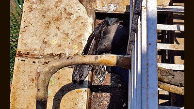Baffled residents seek probe as birds fall dead in Navi Mumbai