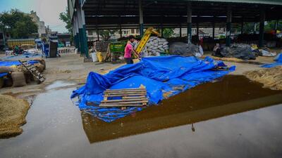 A worker covers a pile of wheat grains with a plastic sheet for protection from rainwater, at a grain market in Jalandhar on Monday. (PTI)